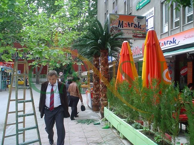 Dış Mekan Palmiye Uygulamaları, Dis_Mekan_Palmiye_081